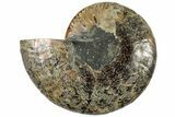 Cut & Polished Ammonite Fossil (Half) - Madagascar #308622-1